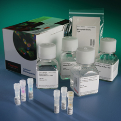 Rat melanocyte antibody,MC Ab ELISA Kit