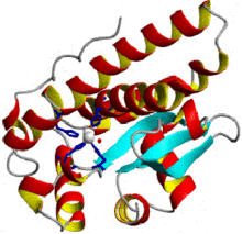 Superoxide dismutase