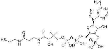 Coenzyme A