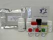 Rat Anti-thyroid-globulin antibody,ATGATGAB ELISA KIT