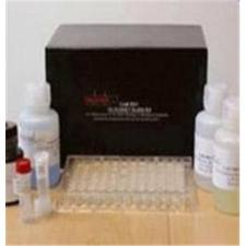 Human Amylase ELISA Kit