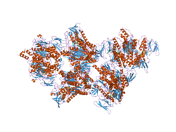 Dihydrolipoamide dehydrogenase