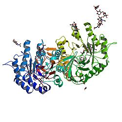 Alpha-galactosidase