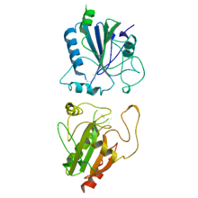 Verdoperoxidase