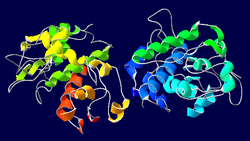 Chitinase