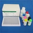 Rat Cystatin C,Cys-C ELISA Kit