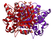 Glycerol-3-phosphate dehydrogenase