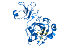 Lysostaphin