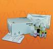 Rat phospho-extracellular signal-regulated kinase,pERK ELISA Kit