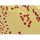 TCC Nutrient Agar