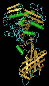 Lipase