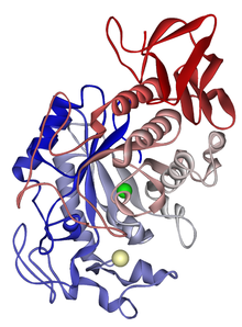 Amyloglucosidase