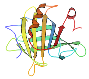 beta-lactoglobulin