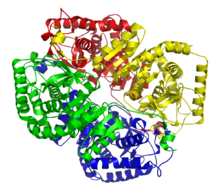 Lactate dehydrogenase