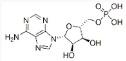 Adenine nucleotides