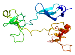 Fibronectin