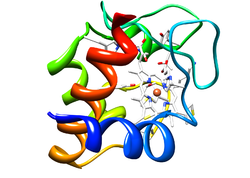 Cytochrome C