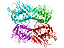 Concanavalin Atype III