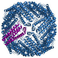 Ferritin, human