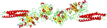 Human Fibrinogen