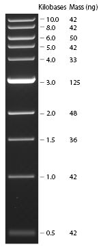 1kb DNA  LadderⅡ