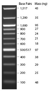 100bp DNA Ladder Ⅱ