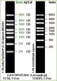 RiboRuler High range RNA Ladder