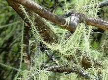 Beard lichen extract