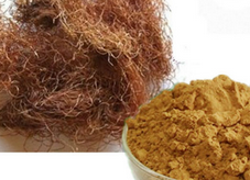 Corn silk Extract