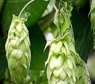 European Hop Spike Extract