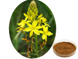 Pure Bulbine Natalensis extract