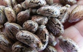 Pure Castor beans seed Extract